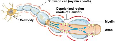 Saltatory conduction along myelinated axon