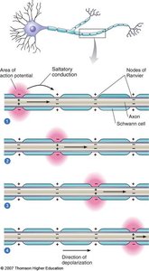Sequence of saltatory conduction