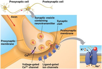 Synaptic transmission and neurotransmitter release