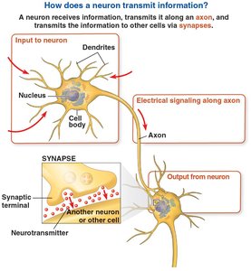 Diagram of neuron structure and signal transmission