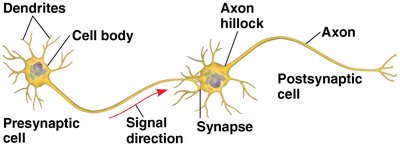 Signal direction in a neuron