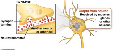 Synapse and neurotransmitter release