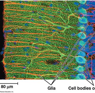 Glia and neuron cell bodies in nervous tissue