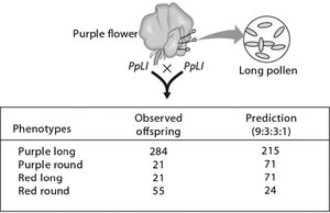 Dihybrid cross offspring table