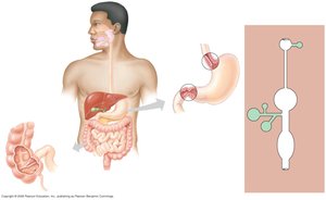 Schematic diagram of the human digestive system
