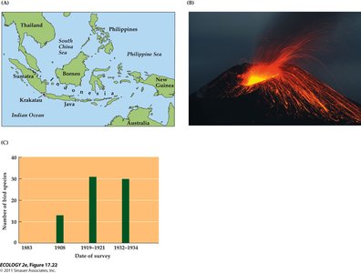 Krakatau volcanic eruption and recolonization