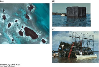 Mangrove island experiments in Florida