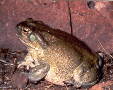 Bird as an example of a good disperser