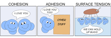 Cohesion, adhesion, and surface tension cartoon