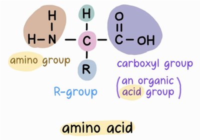 General structure of an amino acid