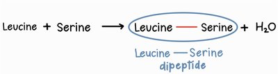 Leucine and serine dipeptide formation