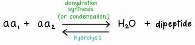 Peptide bond and tripeptide formation