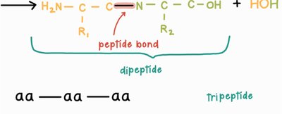 Peptide chain length and naming