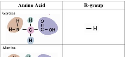 Amino acid table: Glycine, Alanine, Serine