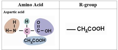 Amino acid table: Aspartic acid