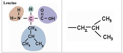 Amino acid table: Leucine