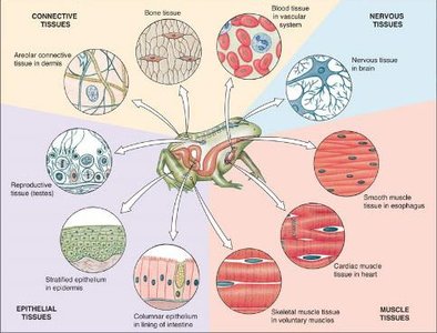 Diagram showing various animal tissues and their functions