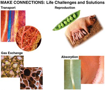 Life challenges and solutions in plants and animals