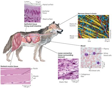 Wolf diagram showing different tissue types