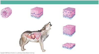 Types of epithelial tissue