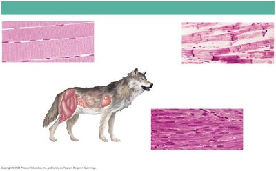 Types of muscle tissue