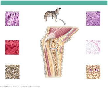 Types of connective tissue