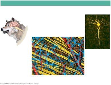 Nervous tissue and glial cells