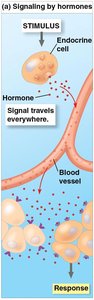 Signaling by hormones