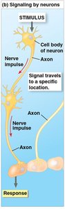 Signaling by neurons