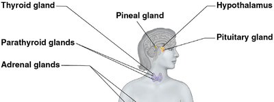 Human endocrine glands