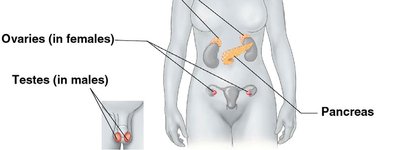 Human endocrine glands (female)