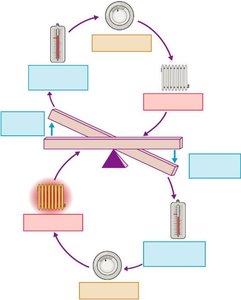 Negative feedback in homeostasis