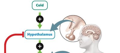 Hypothalamic regulation of temperature