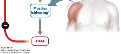 Muscle shivering for heat production