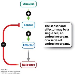 Endocrine feedback control