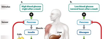 Blood glucose regulation