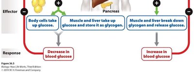 Blood glucose regulation