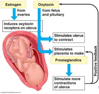 Positive feedback during labor
