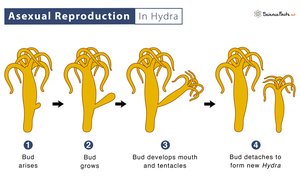 Asexual reproduction in Hydra