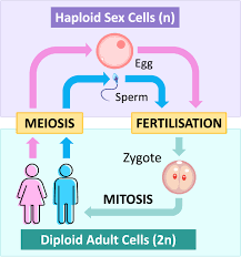 Diagram of human life cycle showing meiosis and fertilization