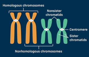 Homologous chromosomes and sister chromatids