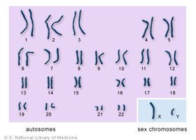 Karyotype showing autosomes and sex chromosomes