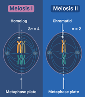 Meiosis I and II producing four haploid cells