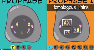 Stages of meiosis