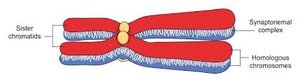 Chiasmata and synapsis
