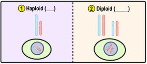 Haploid vs Diploid cell diagram