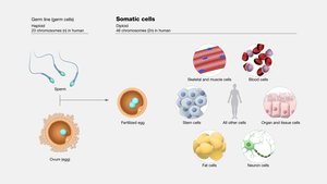 Diagram showing somatic cells and gametes