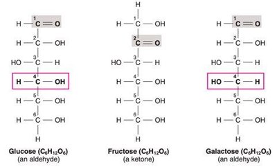 Structures of glucose, fructose, and galactose