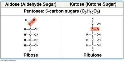 Comparison of ribose and ribulose as aldose and ketose sugars