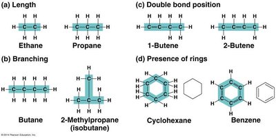 Variety of carbon skeletons: length, branching, double bonds, rings